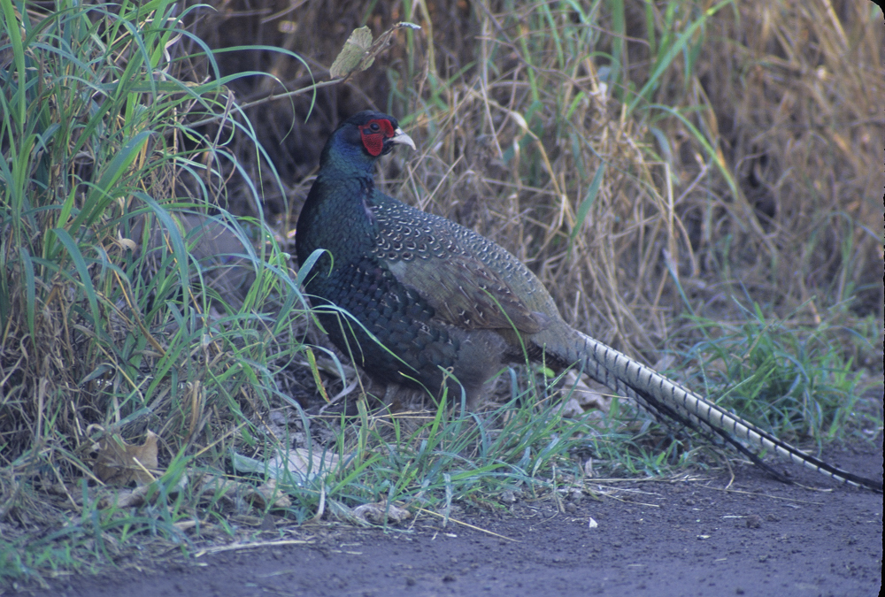 HRBP 5839 Green Pheasant Ring-necked Pheasant.jpg